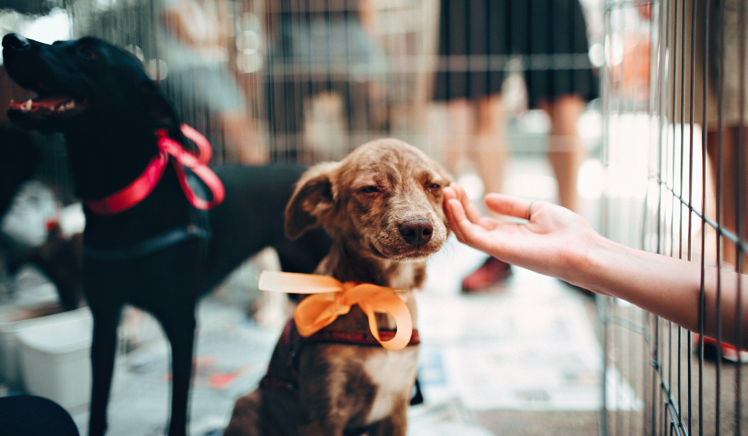 Top 5 dog breeds for beginners