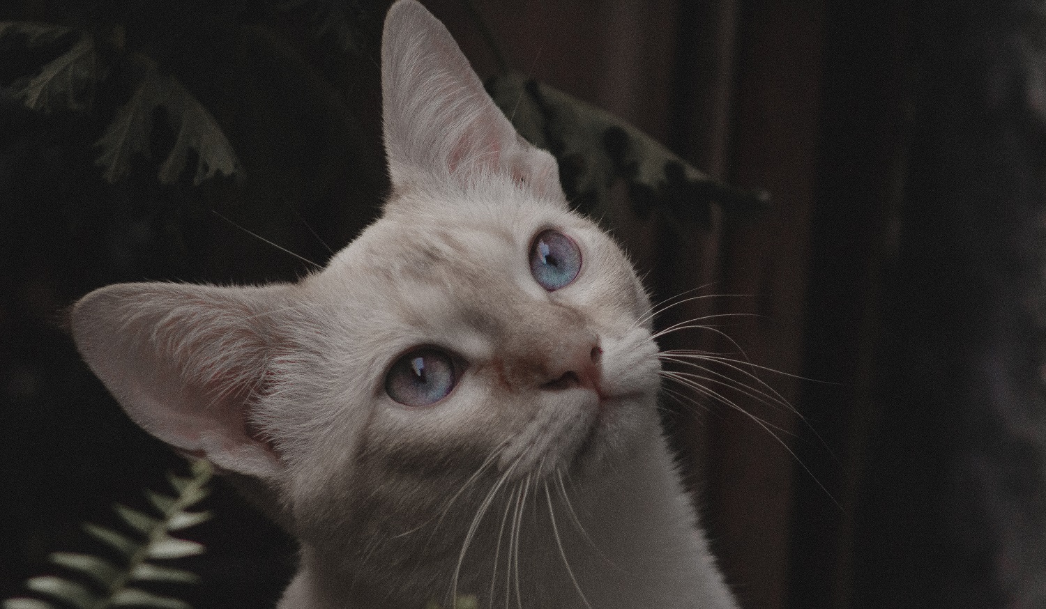 How to clean your cat’s ears