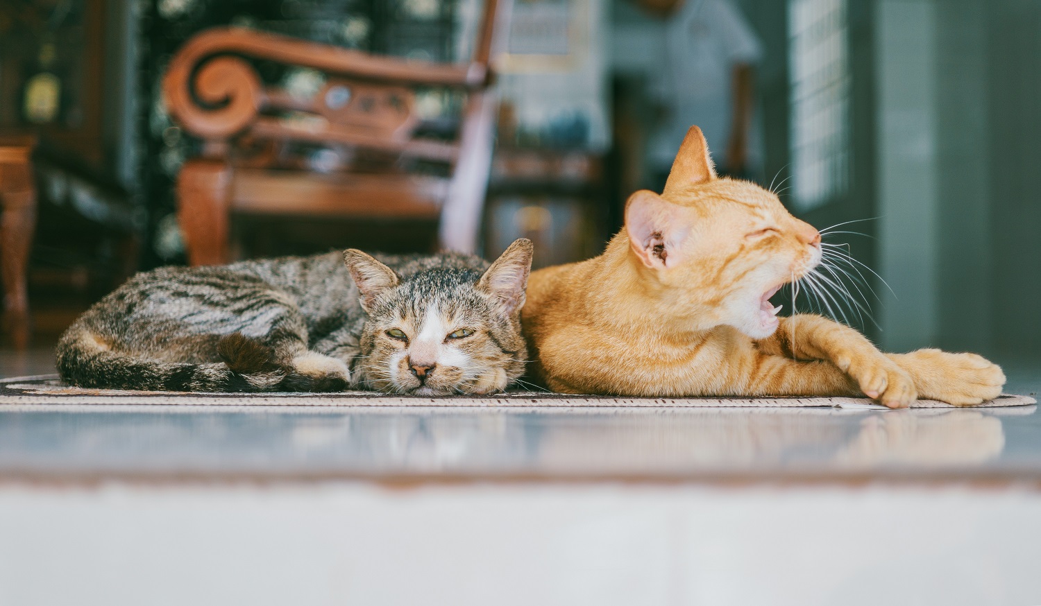 How to introduce a new cat to home with one or more cats